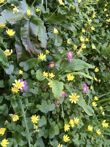 Any Witches Here? Part 11