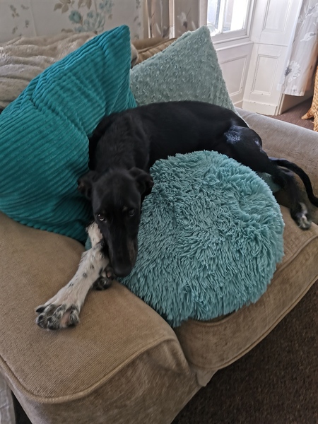 How are all the dogs doing?