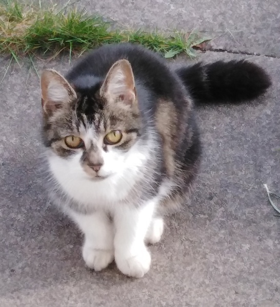 I'm falling in love with a stray cat!