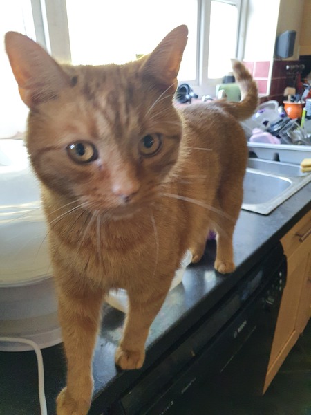 Chubby Ginger female Cat