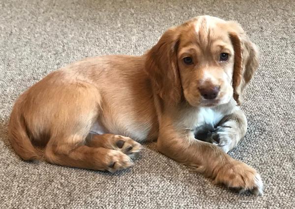 We are getting a puppy!