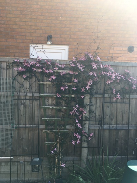 Garden and fence
