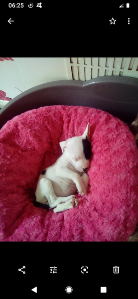 Your daily routine with a puppy