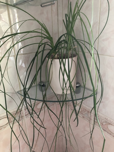 What plants would you buy if...