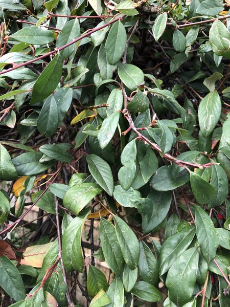 Please can anyone identify this tree?