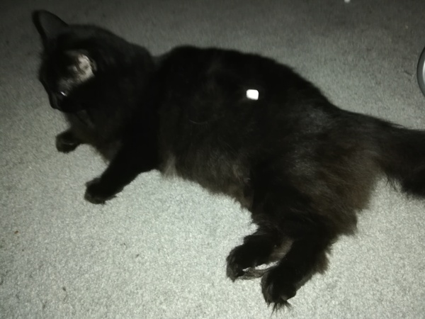 Sporn klaxon - wanna see what I just pulled out of my chin?