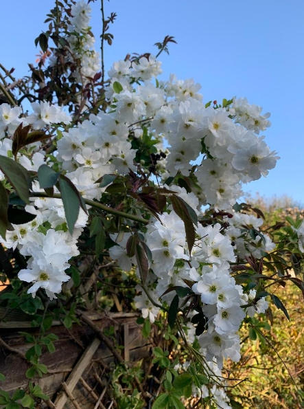 Can anyone identify this please?