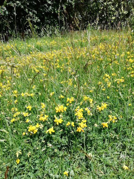 Anyone feel terrible about cutting their grass?