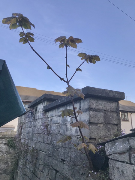 Plant or weed?