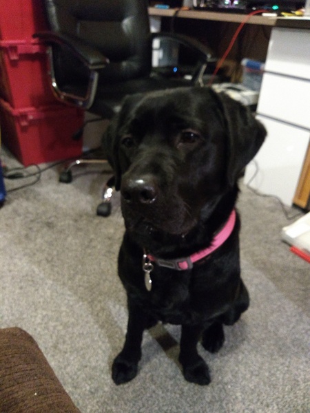 Photos of your dogs to cheer us all up!