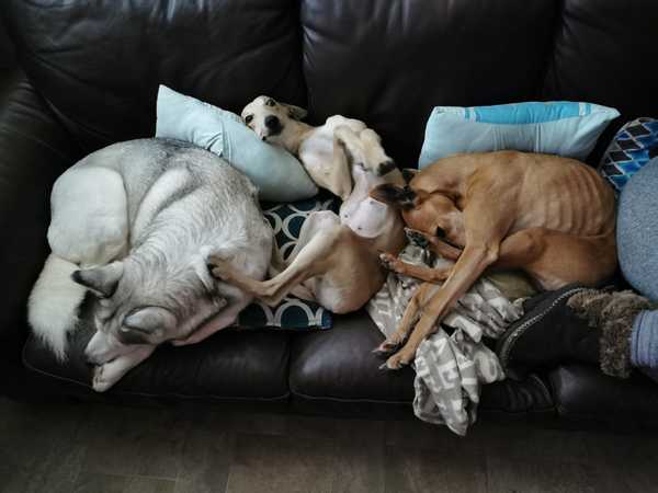 I think I assembled my dog wrong?