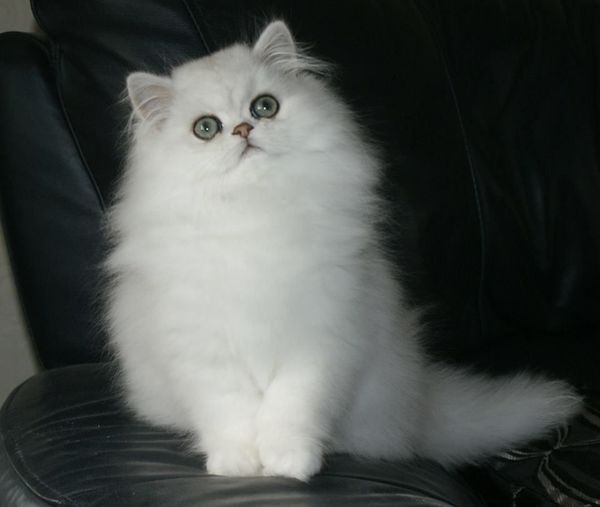 Show me your Persians.