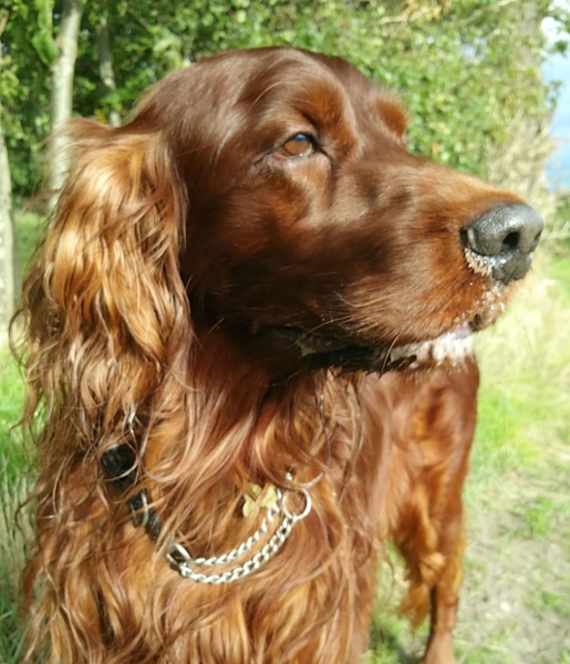 Photos of your dogs to cheer us all up!