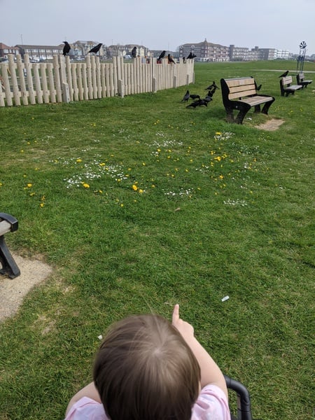 Is it me or are the birds behaving strangely?