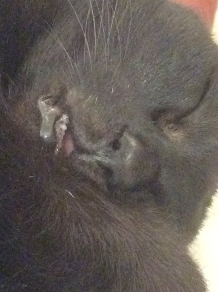 Snoring cat!!