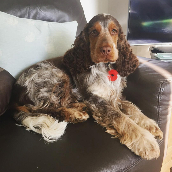 Talk to me about cocker spaniels as a first family dog