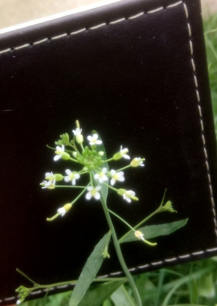 Plant ID please tiny white flowers 4 petals, not shepherd's purse