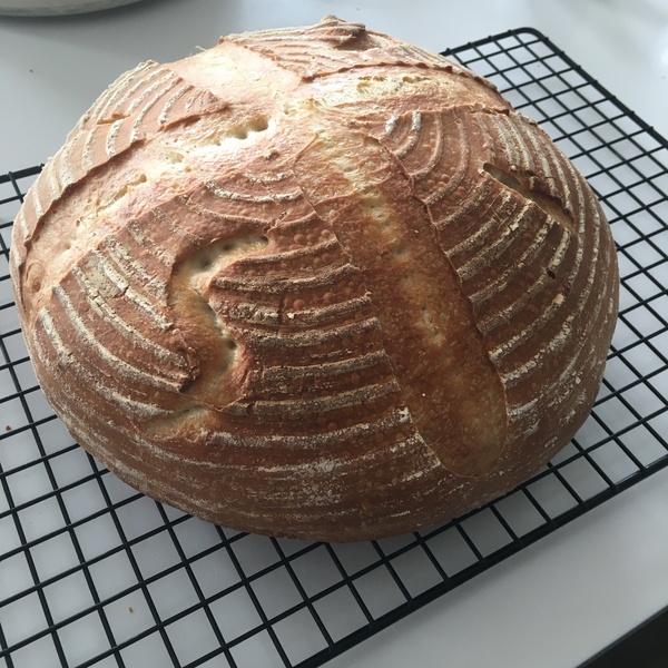 Calling sourdough starter experts!