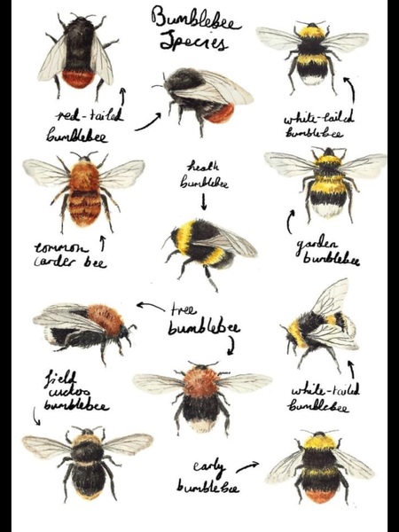 Bees seem HUGE this year ?!