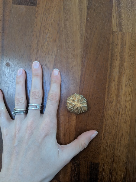 What is this object I found at our allotment?