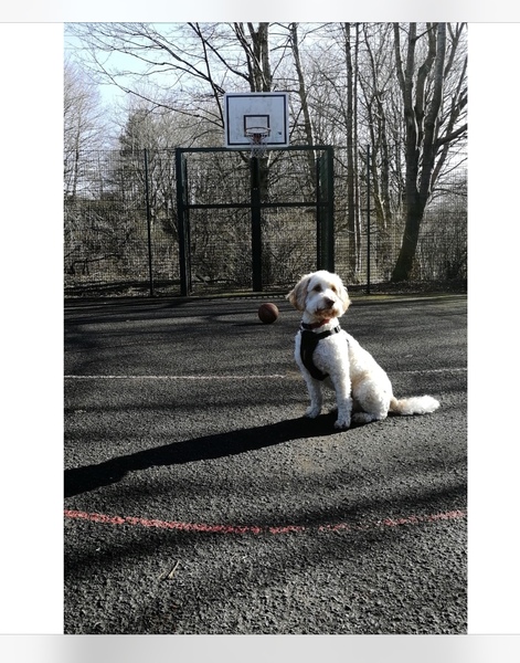 Cockerpoo Puppy arriving in 10 days - help