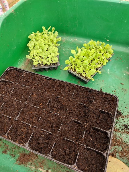 Buying all my summer bedding plants online