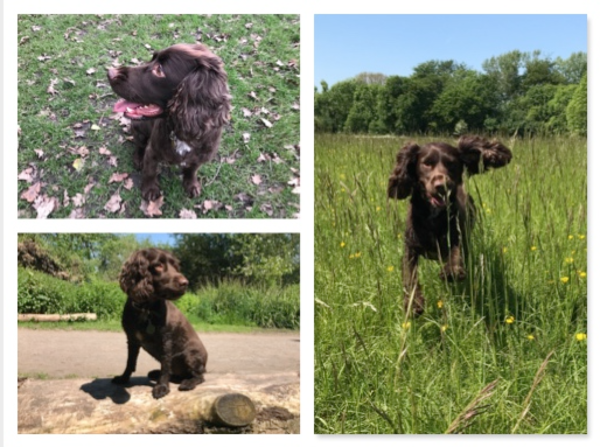 Considering a Sprocker Spaniel for our first dog.