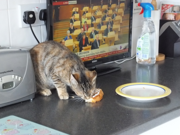 Pets that Steal food (lighthearted)