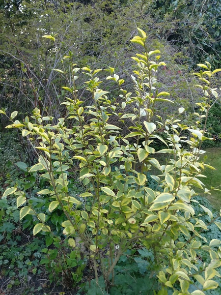Plant ID please