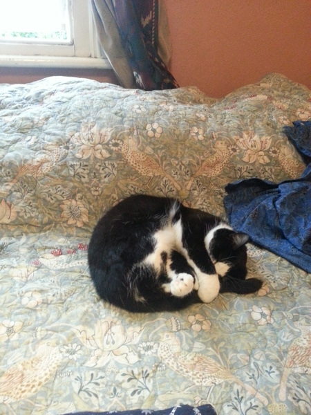 Cats , Flaps and The Clap
