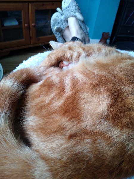 Thank goodness  for my cat