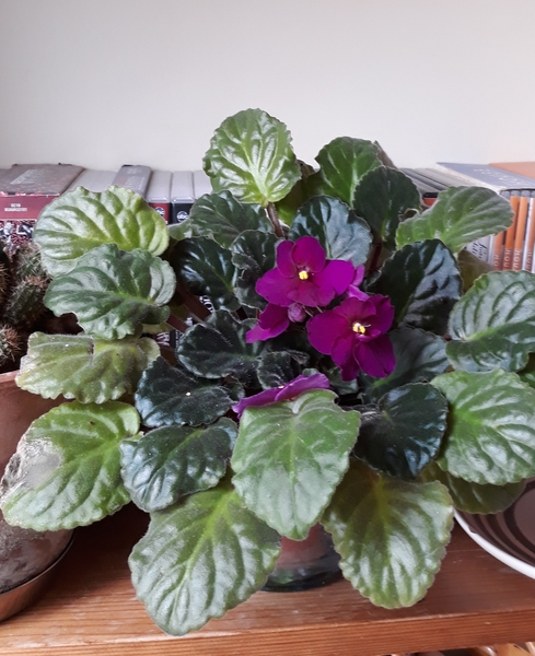 Westminstenders: A test of logistic planning