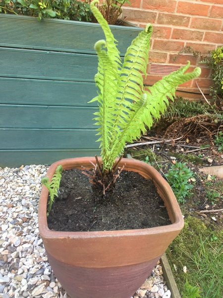 Fern babies!