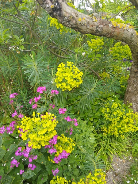 Pruning a euphorbia