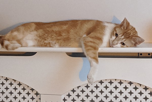 Anyone elses cats miserable as sin today?