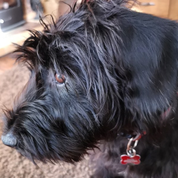 What's your dog called?