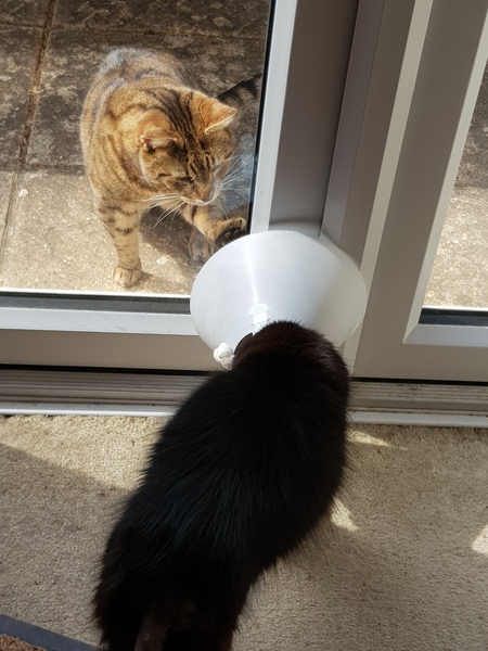 Bloody cats