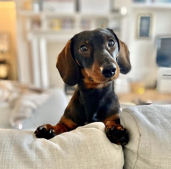 Dog waking up ridiculously early.