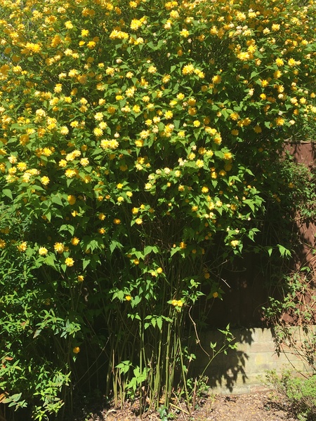 What is this beautiful plant in my garden?
