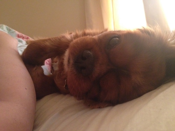Cavalier King Charles