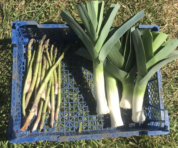 Allotment/Veg Patch Thread 15 - will winter ever end?