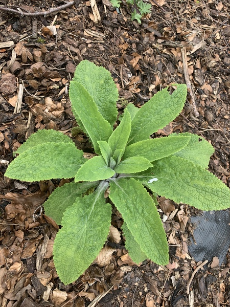 This is a weed/dock isn’t it?