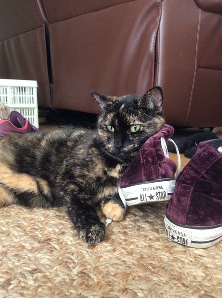 What is your cat called?