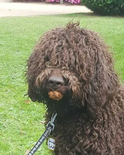 Tell me about your dog