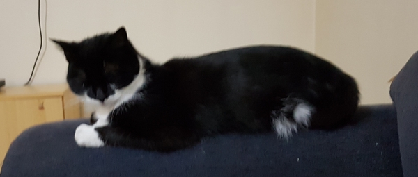 Thank goodness  for my cat