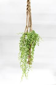 Indoor and outdoor hanging plants help please?