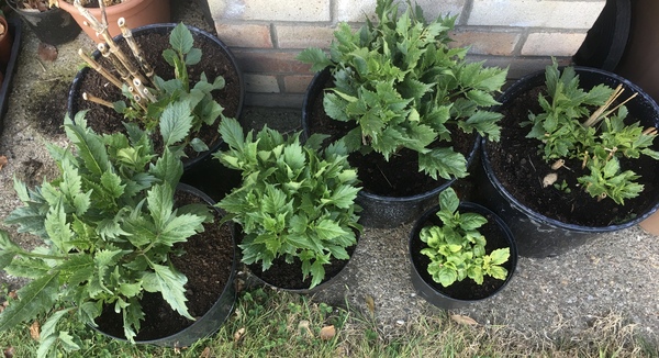 Allotment/Veg Patch Thread 15 - will winter ever end?
