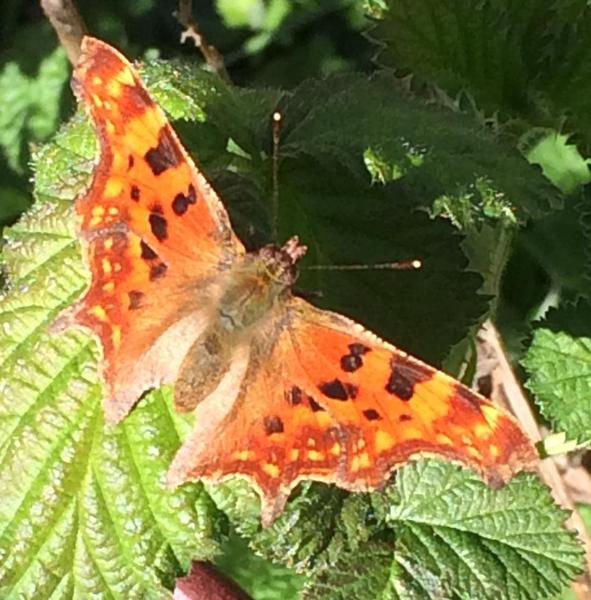 Have you seen any butterflies this spring ?