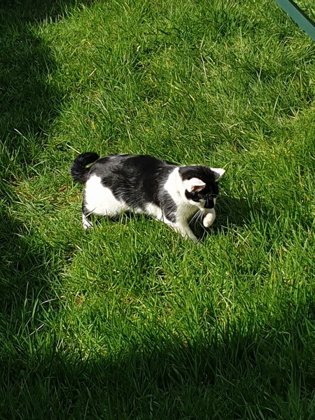 What is your cat called?