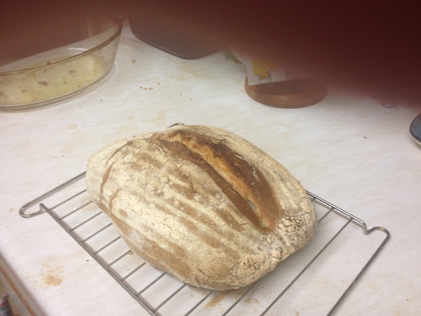 Calling sourdough starter experts!